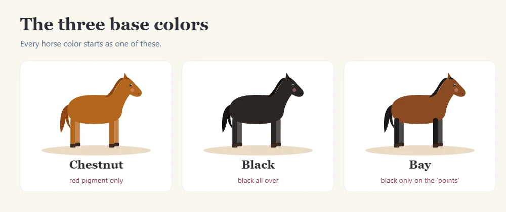 Chestnut, black and bay horse base colors