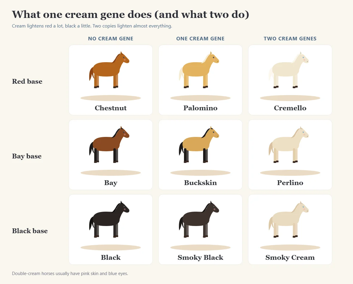 Chart of cream gene dilutions on chestnut, bay and black horses