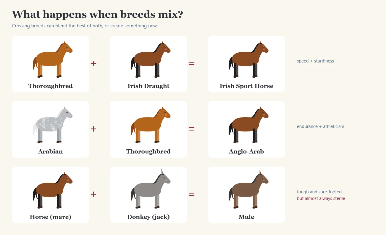 Examples of horse breed crosses and a mule