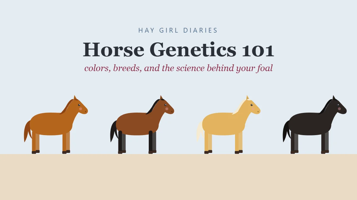 Horse genetics illustration with chestnut, bay, palomino and black horses