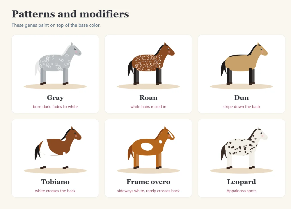 Horse coat patterns: gray, roan, dun, tobiano, frame overo, leopard