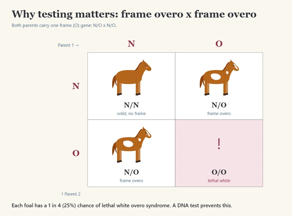 Punnett square for two frame overo horses showing lethal white risk