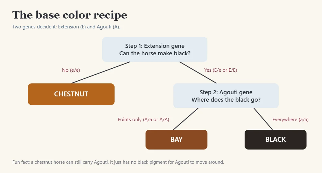 Flowchart of how Extension and Agouti genes make chestnut, bay or black